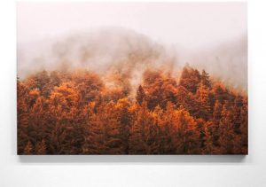 Herbst-Bild - Herbstwald