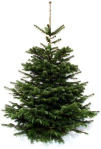 echte Nordmanntanne - Weihnachtsbaum Dekorationen