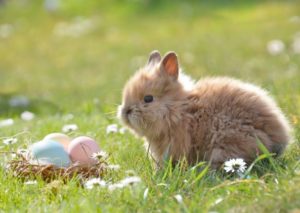 Hase auf der Wiese mit Osternest – Beitragsbild "Osterhasen"-Geschenke