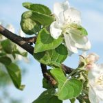 Frühlingsgedichte und kleine Geschenke im Frühling