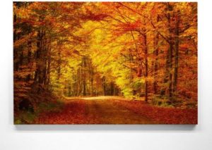 Herbstbild – Goldener Waldweg
