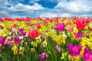 Frühlingsblumen – kleine Geschenke im Frühling